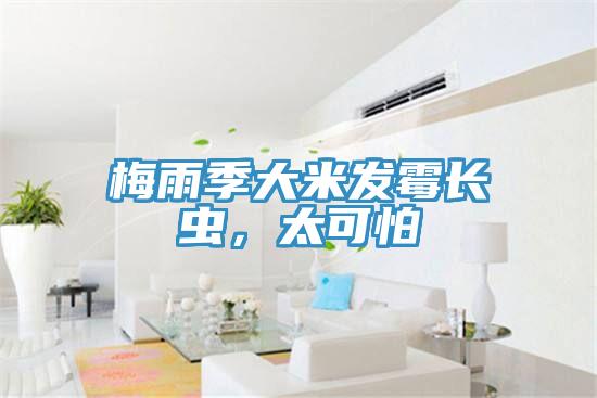 梅雨季大米發(fā)霉長蟲，太可怕
