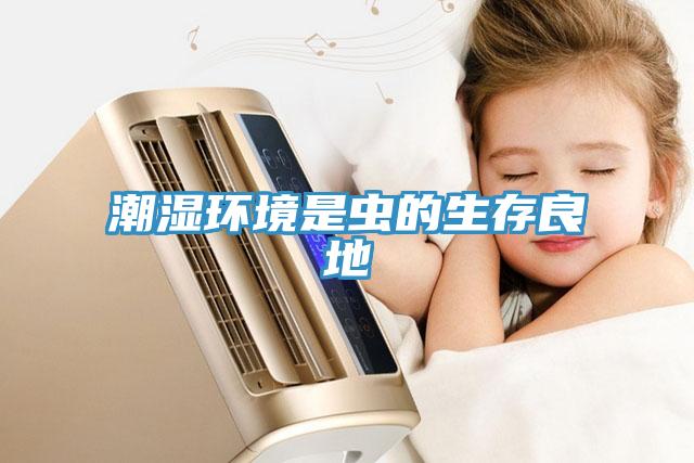 潮濕環境是蟲的生存良地