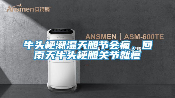 牛頭梗潮濕天腿節會痛，回南天牛頭梗腿關節就疼
