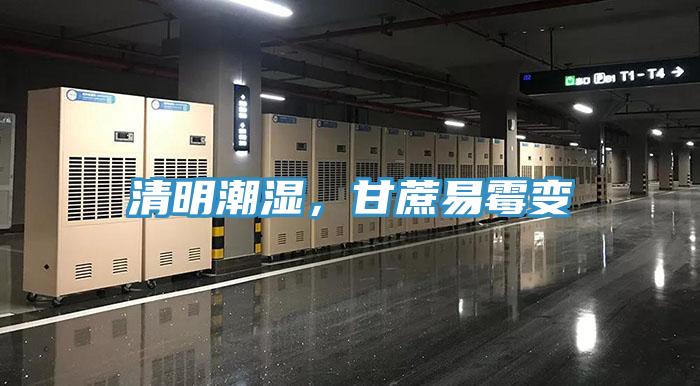 清明潮濕，甘蔗易霉變