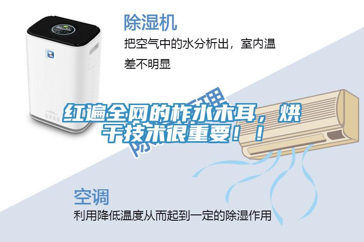 紅遍全網的柞水木耳，烘干技術很重要！！