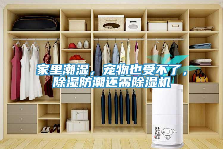 家里潮濕，寵物也受不了，除濕防潮還需除濕機