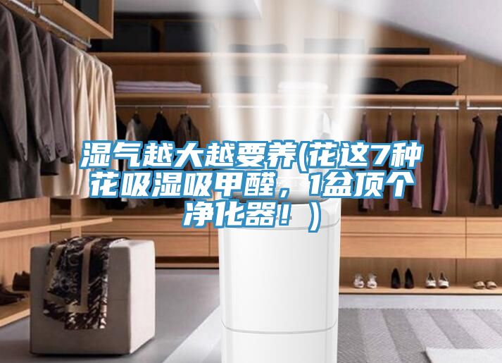 濕氣越大越要養(yǎng)(花這7種花吸濕吸甲醛，1盆頂個凈化器！)