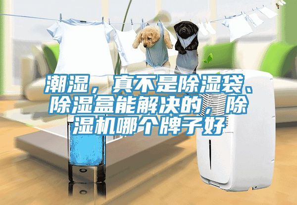 潮濕，真不是除濕袋、除濕盒能解決的，除濕機哪個牌子好