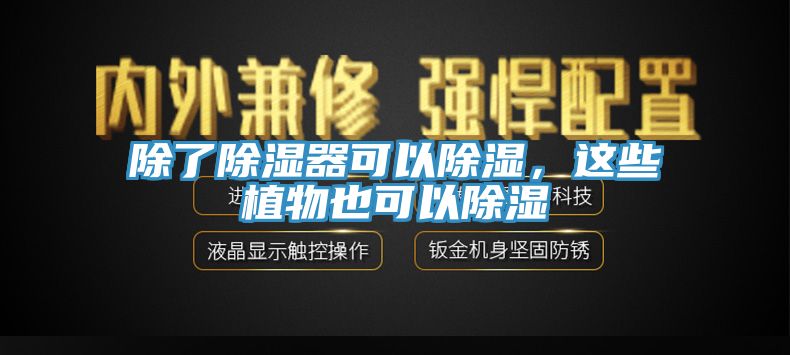 除了除濕器可以除濕，這些植物也可以除濕