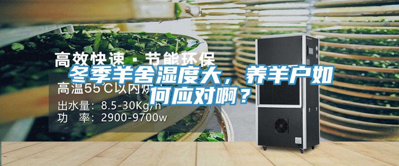 冬季羊舍濕度大，養(yǎng)羊戶如何應對??？